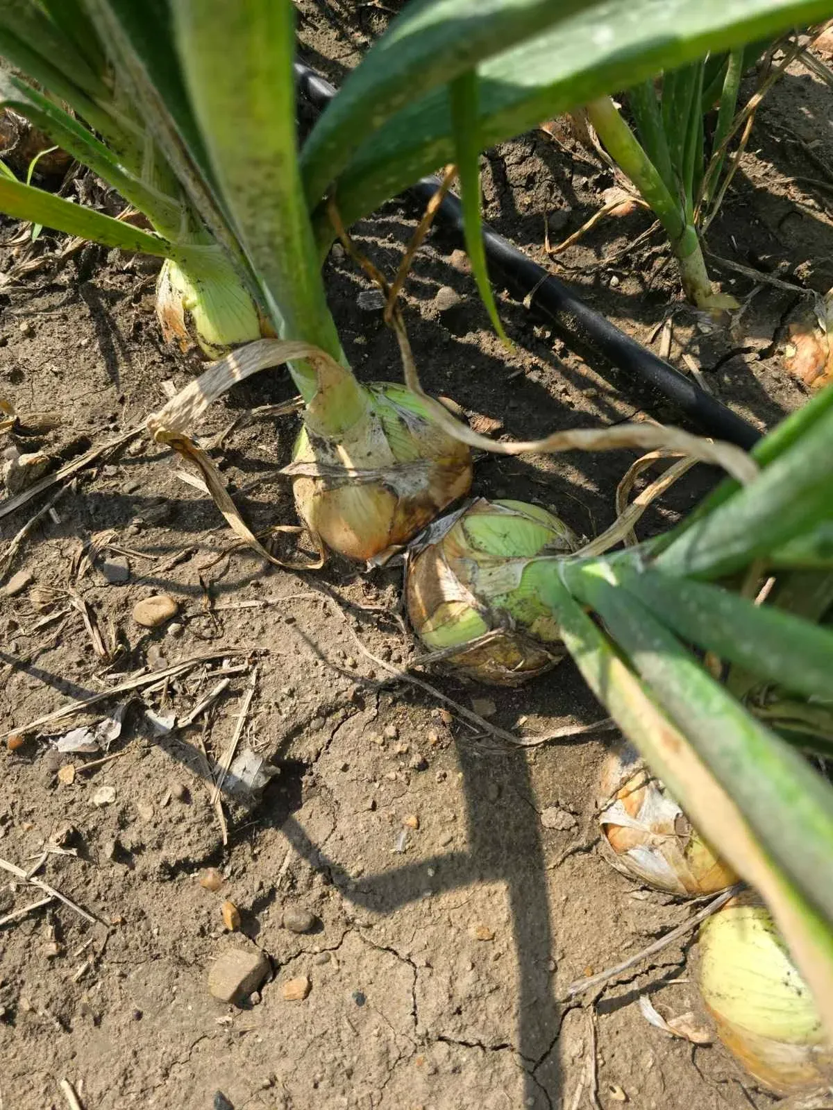 Semințe Ceapă Libra Seeds Otoman F1