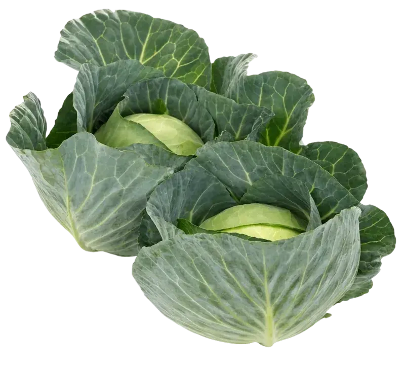 Semințe Varză Albă Rijk Zwaan Multima F1