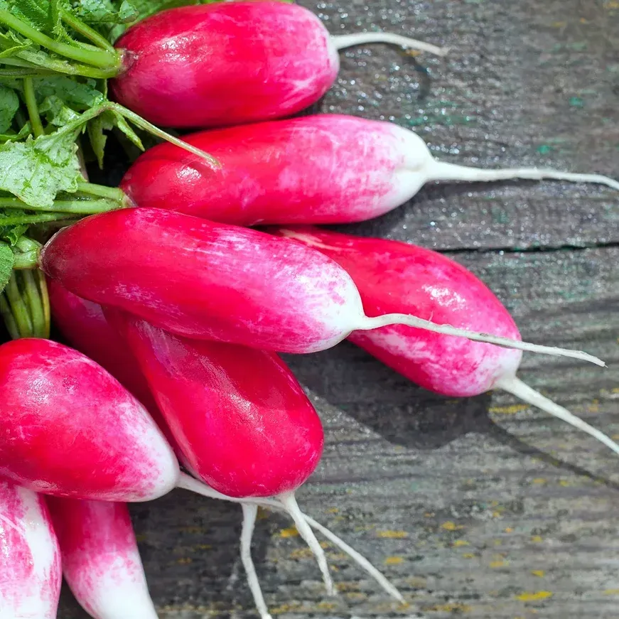 Semințe Ridiche Satimex French Breakfast