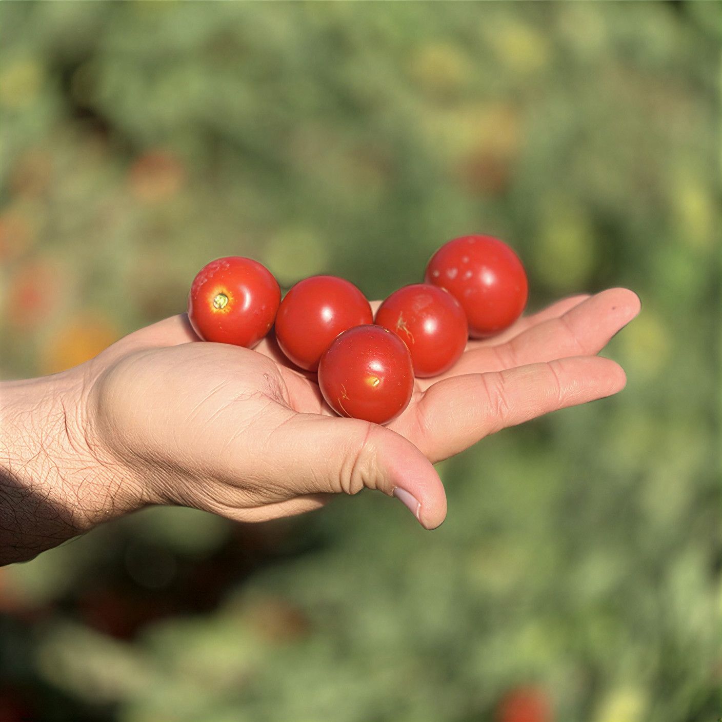 Semințe Tomate Libra Seeds Lamar F1
