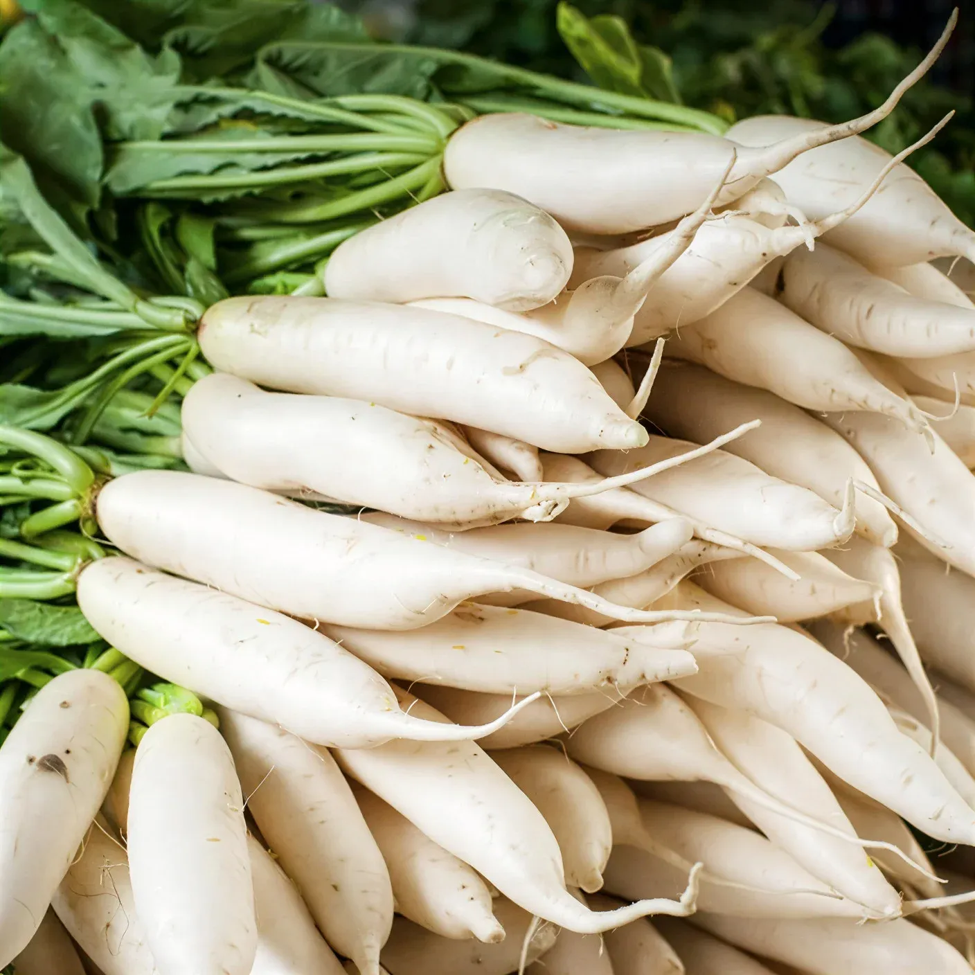 Semințe Ridiche Daikon Satimex Japanese Minowase