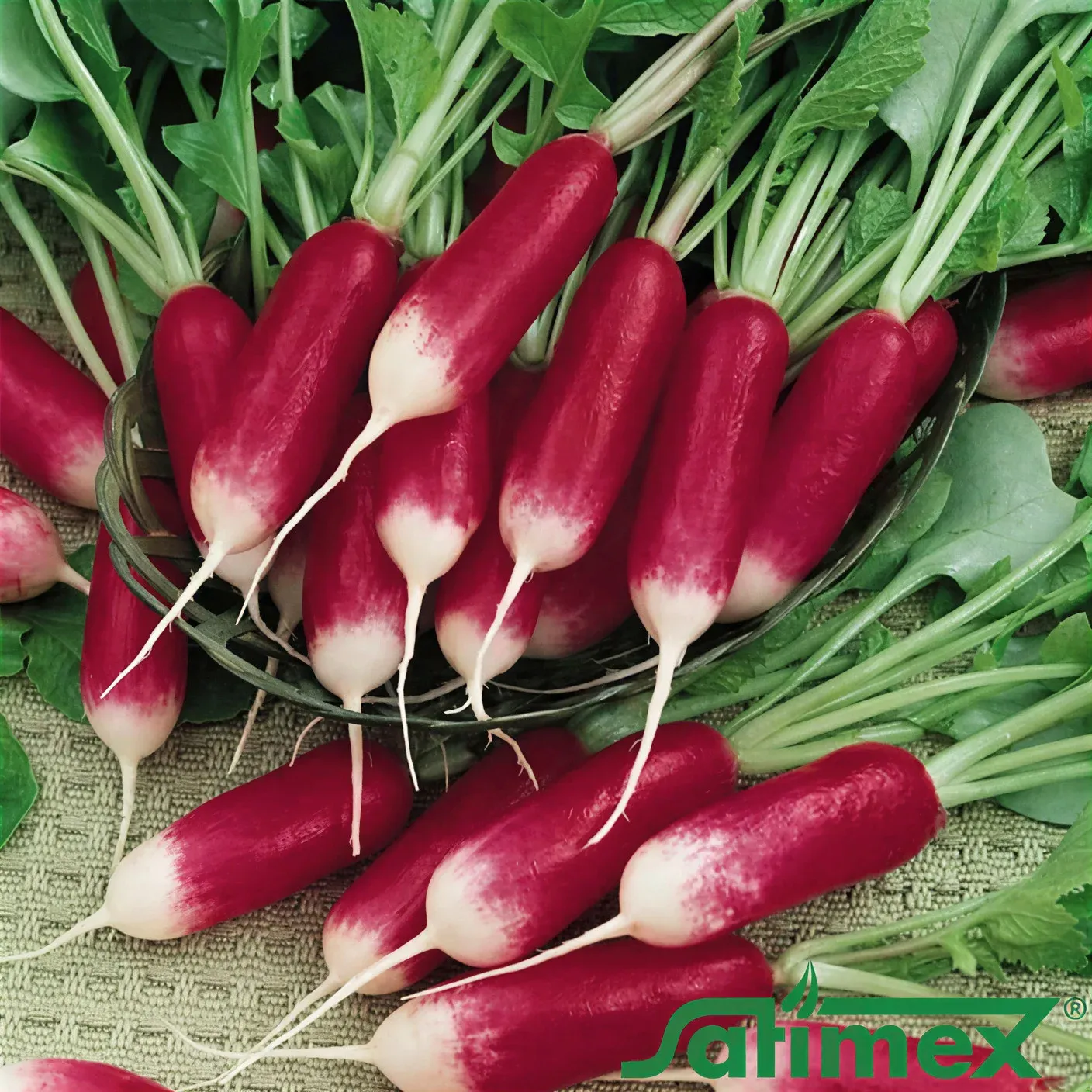 Semințe Ridichi Satimex Duet