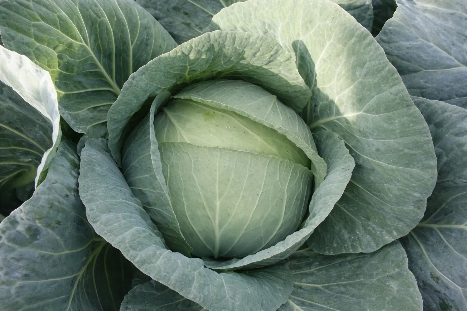 Semințe Varză Albă Rijk Zwaan Multima F1