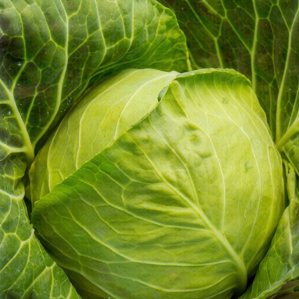 Semințe Varză Albă Satimex Golden Acre