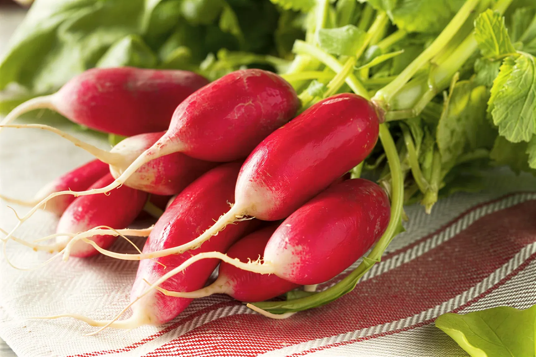 Semințe Ridiche Satimex French Breakfast