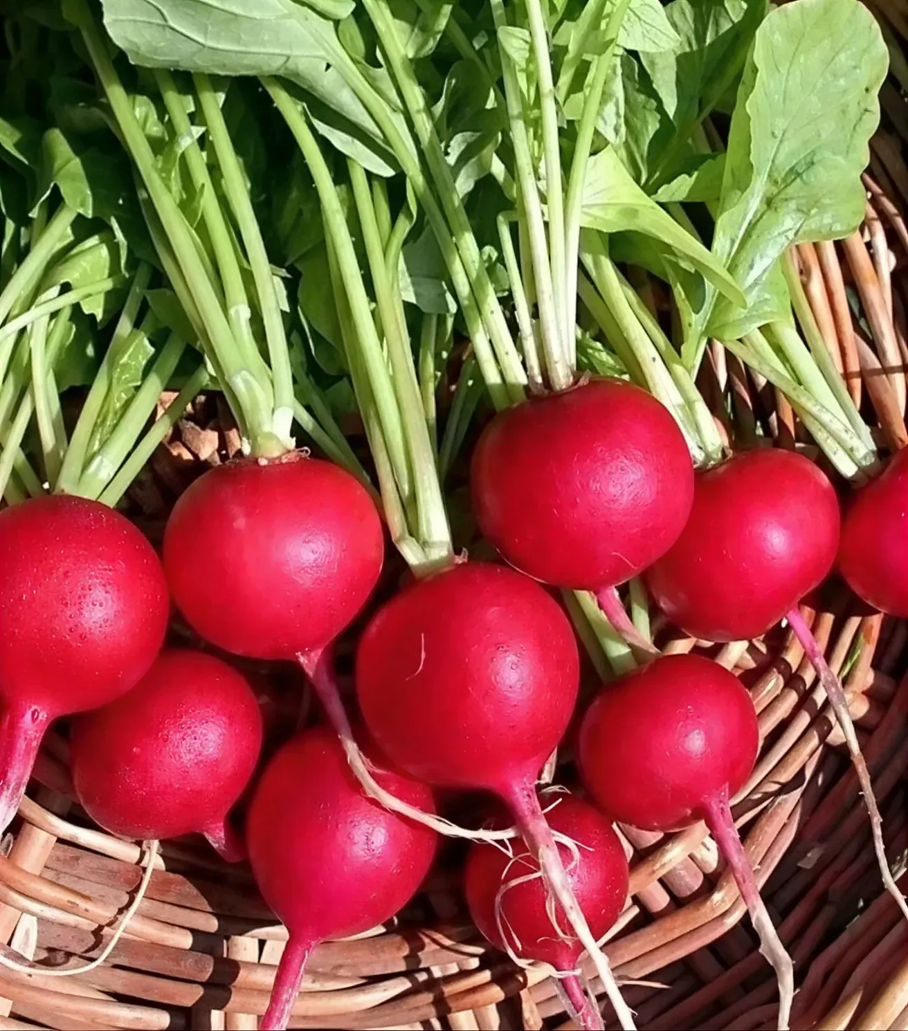 Semințe Ridichi Satimex Presto