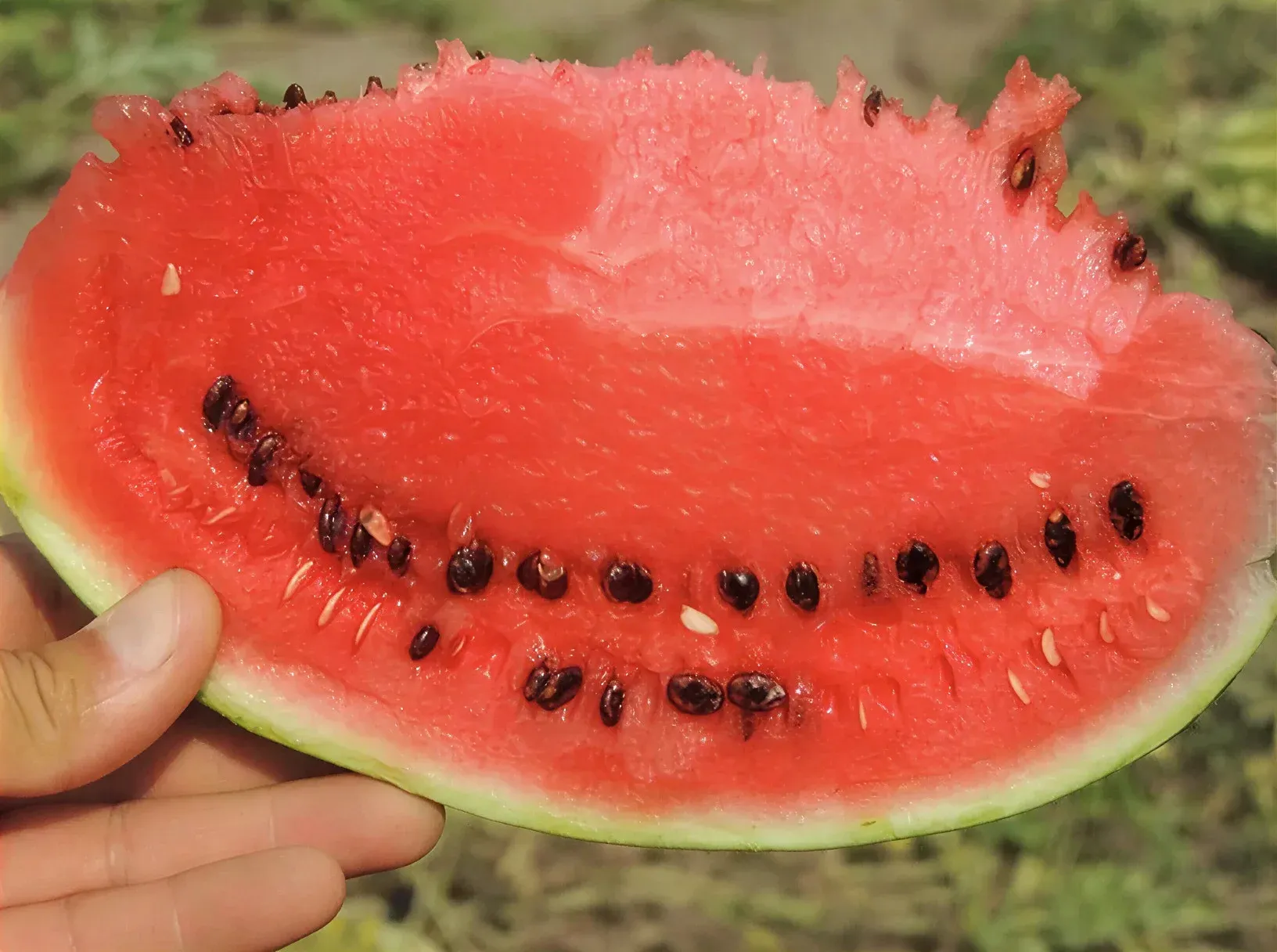 Semințe Pepene Verde Libra Seeds AU Producer