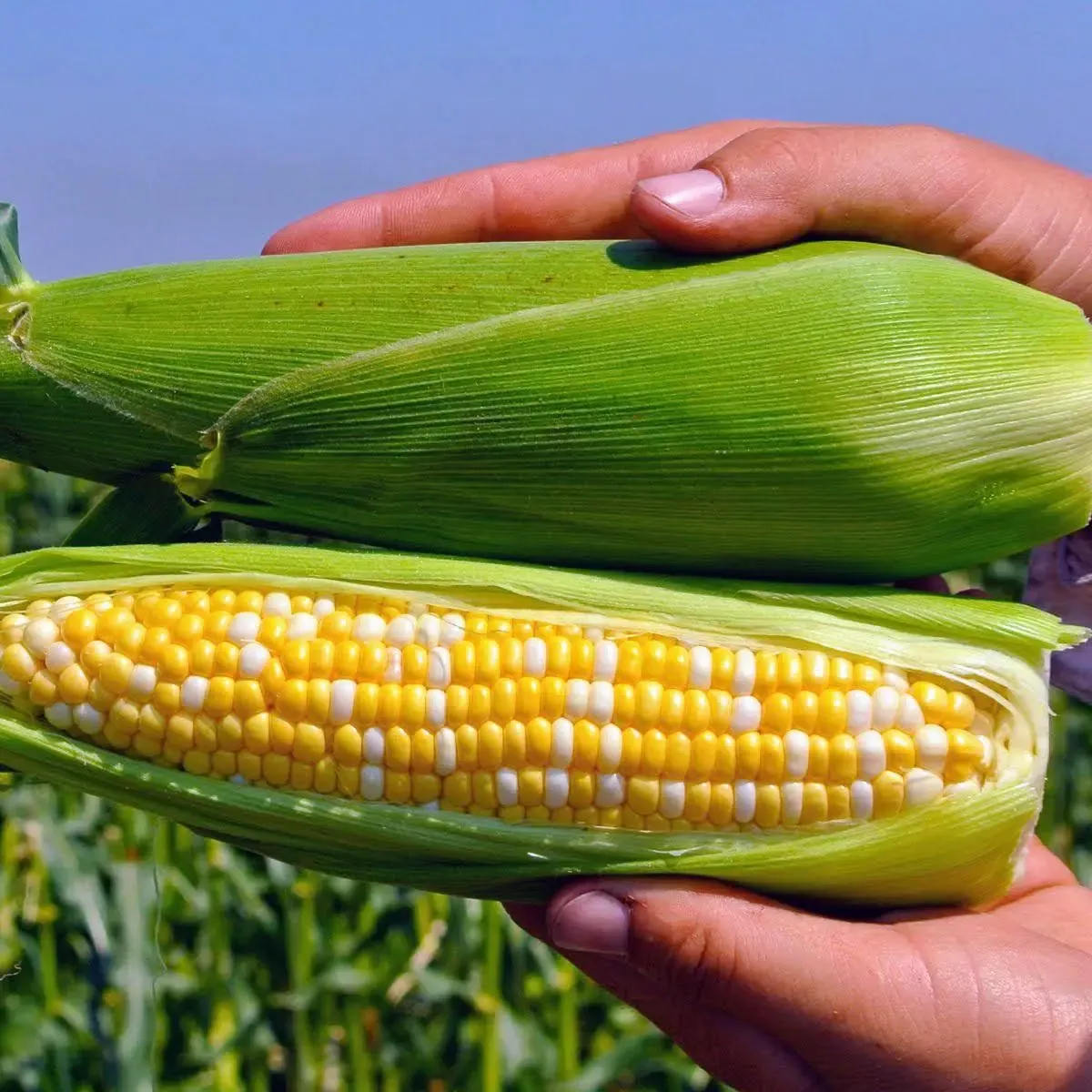 Semințe Porumb Dulce Libra Seeds Panteon F1