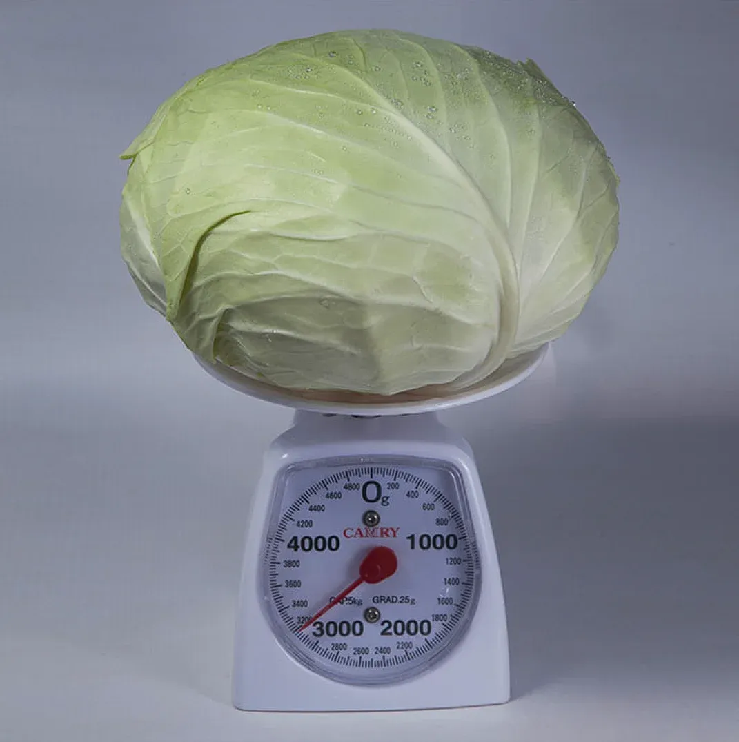 Kitano Naomi F1 – Semințe Profesionale de Varză Albă (2500 semințe)