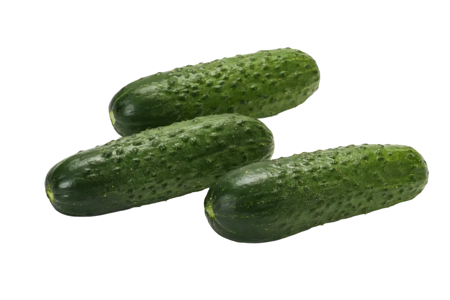 Semințe Castraveți Cornișon Rijk Zwaan Lenara F1