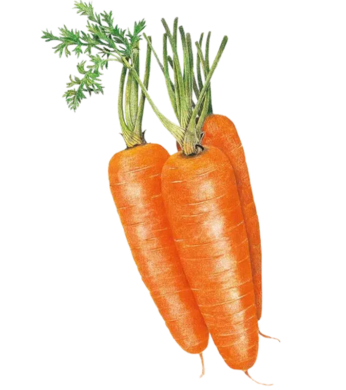 Semințe Morcov Satimex Kuroda SX