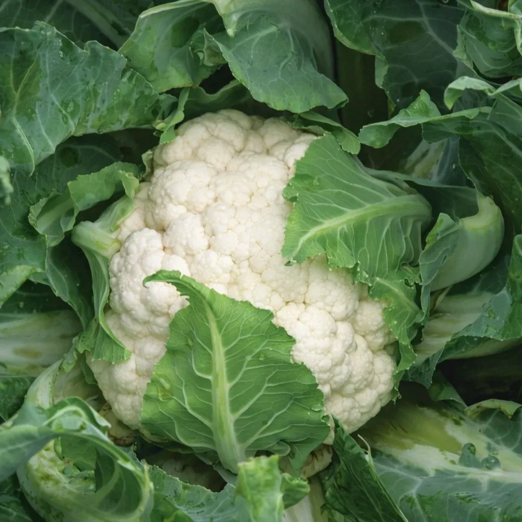 Semințe Conopidă Rijk Zwaan Casper F1