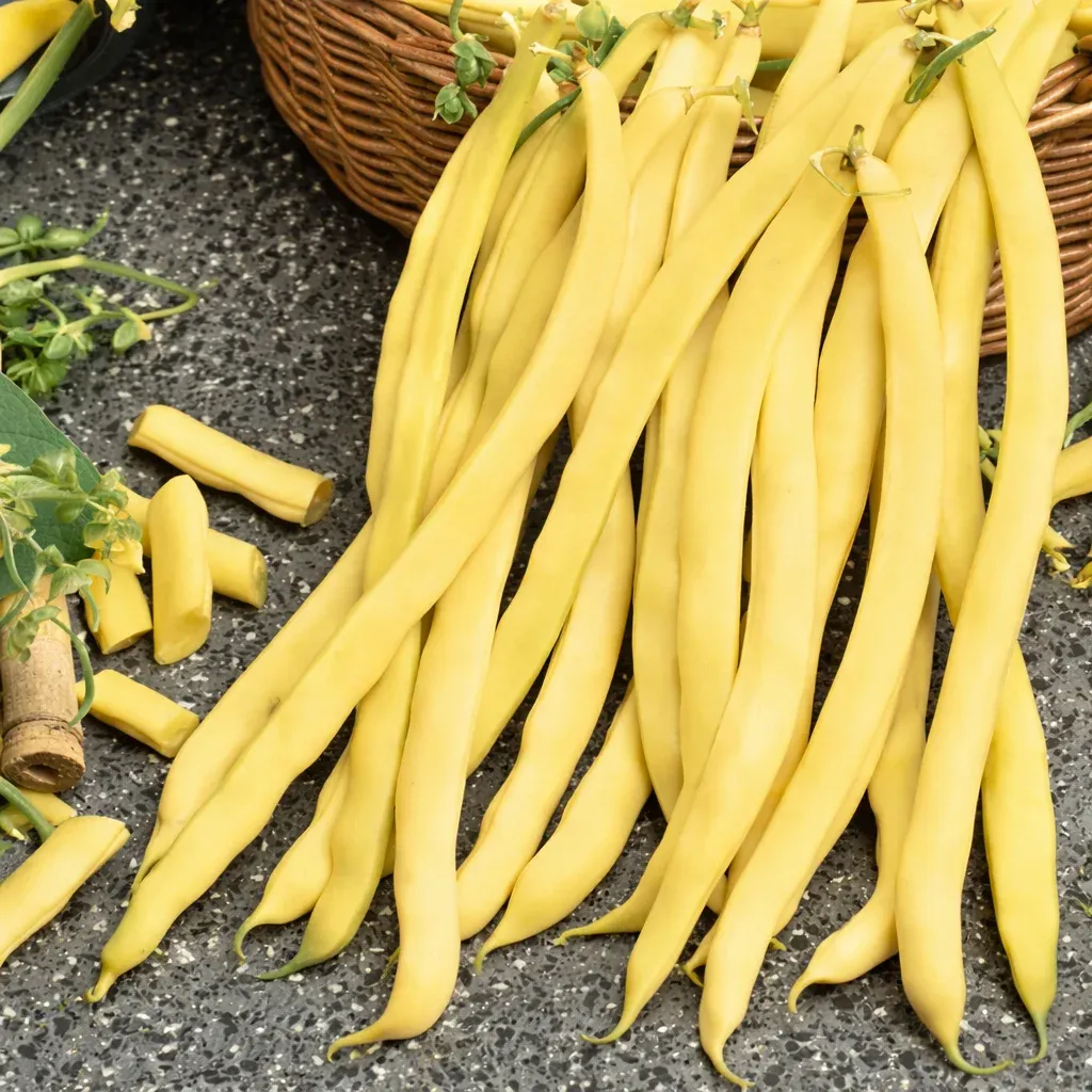 Semințe Fasole Urcătoare Satimex Gold Marie (soi)