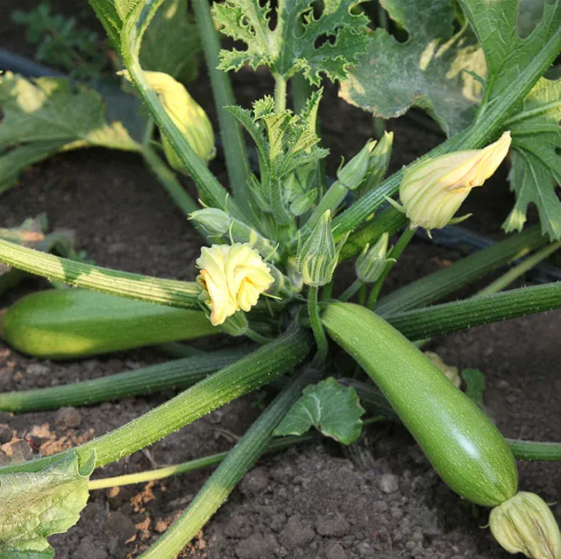 Semințe Dovlecel Kitano Yazuma F1