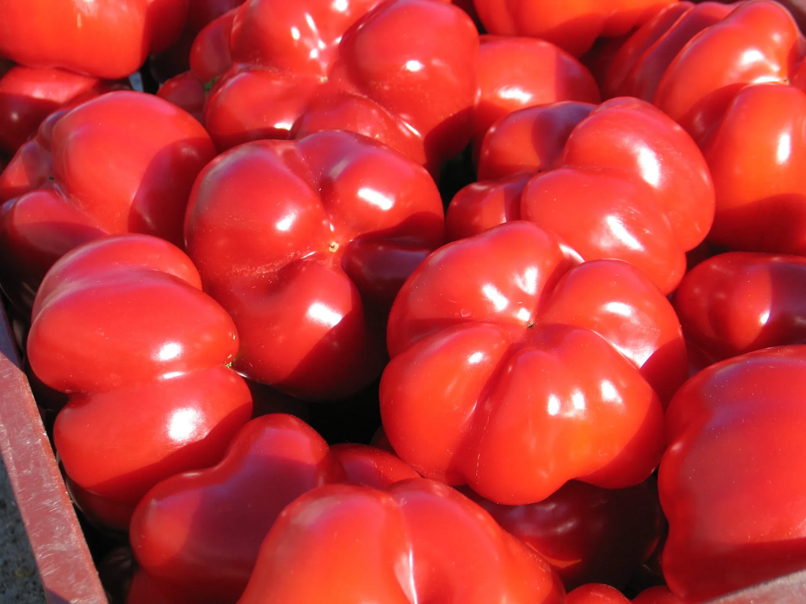 Semințe Ardei ZKI Bihar F1