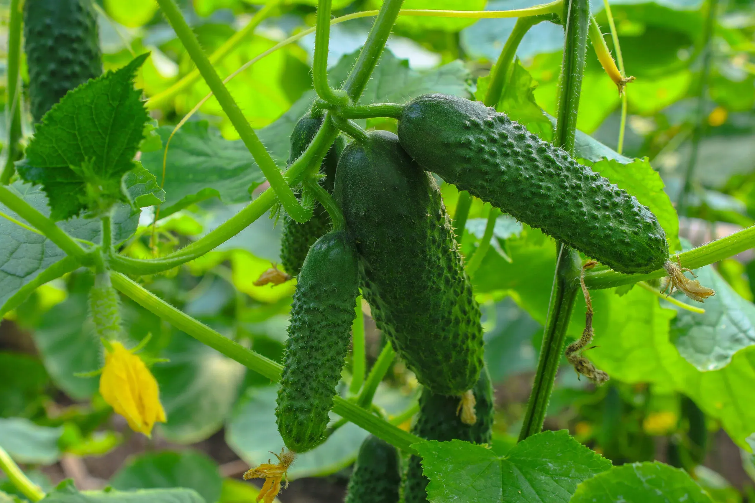 Semințe Castraveți ZKI Cassius F1