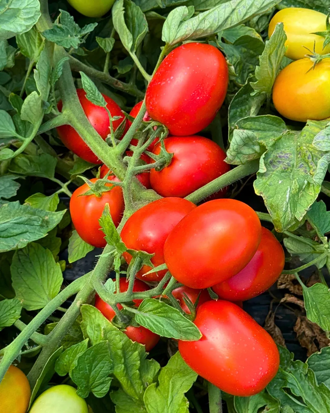 Semințe Tomate Libra Seeds Recordsmen F1