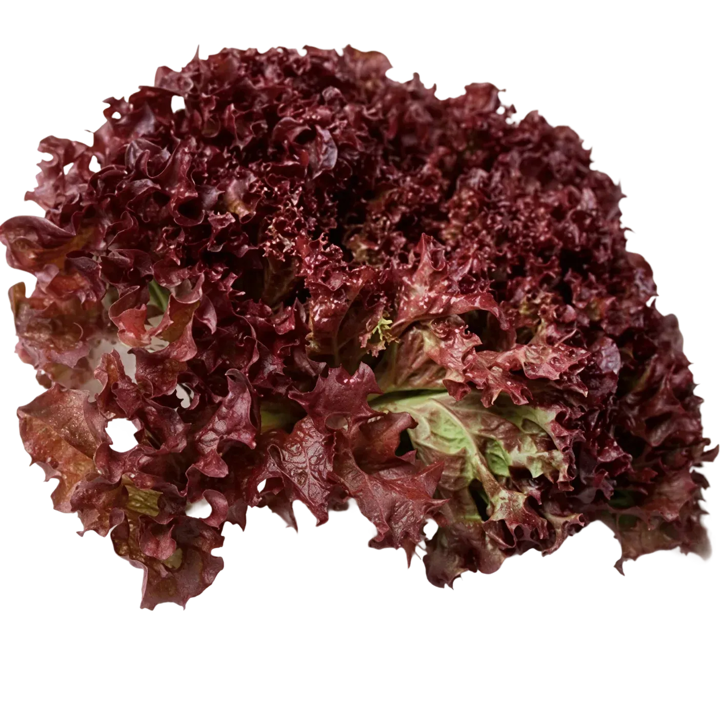 Semințe Salată Satimex Lolla Rossa (soi)