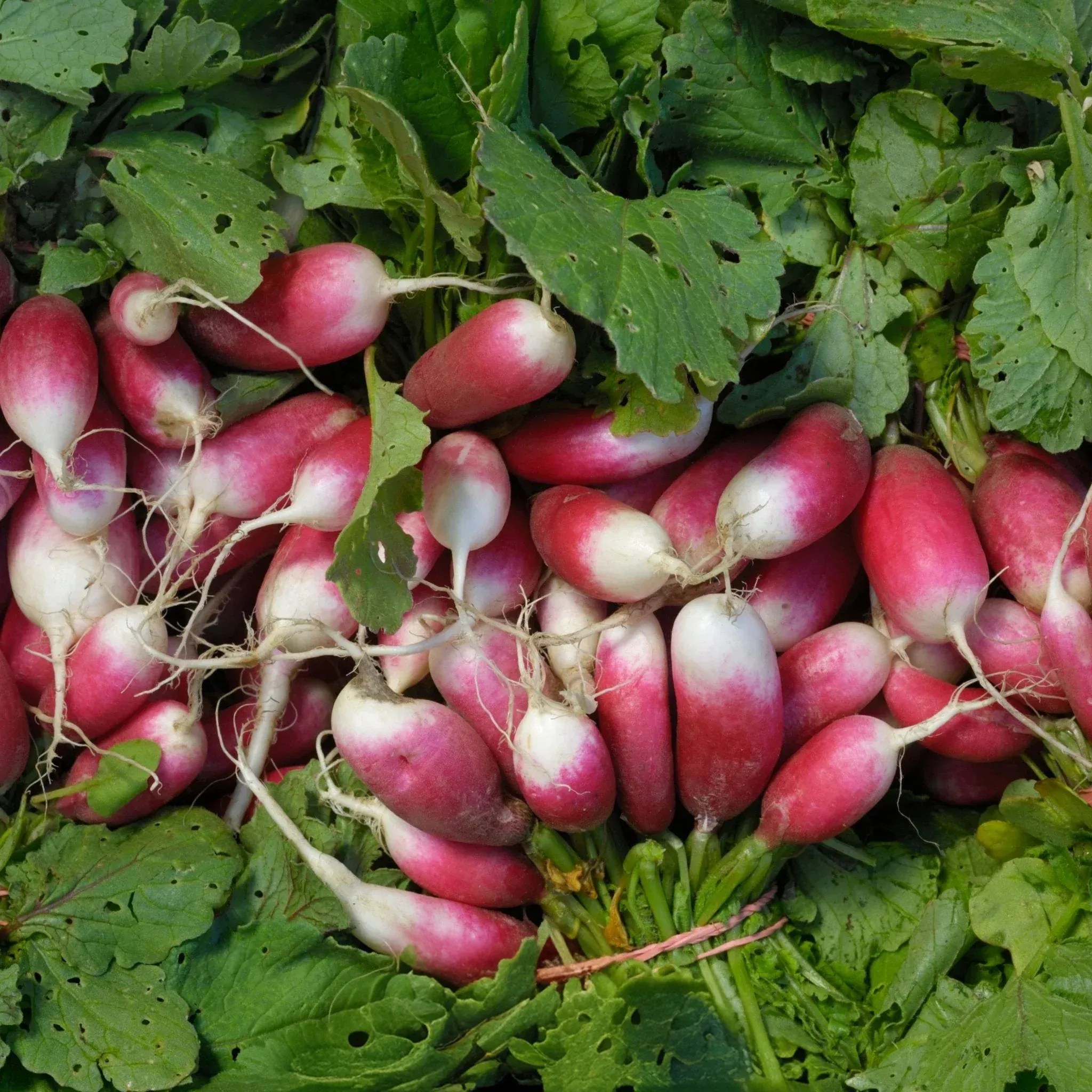 Semințe Ridiche Satimex French Breakfast