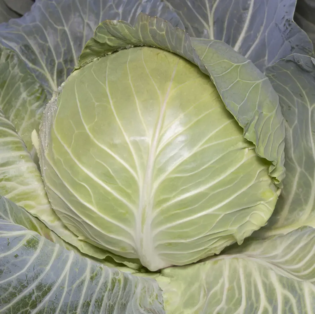 Kitano KS 29 F1 – Semințe Profesionale de Varză Albă (2500 semințe)