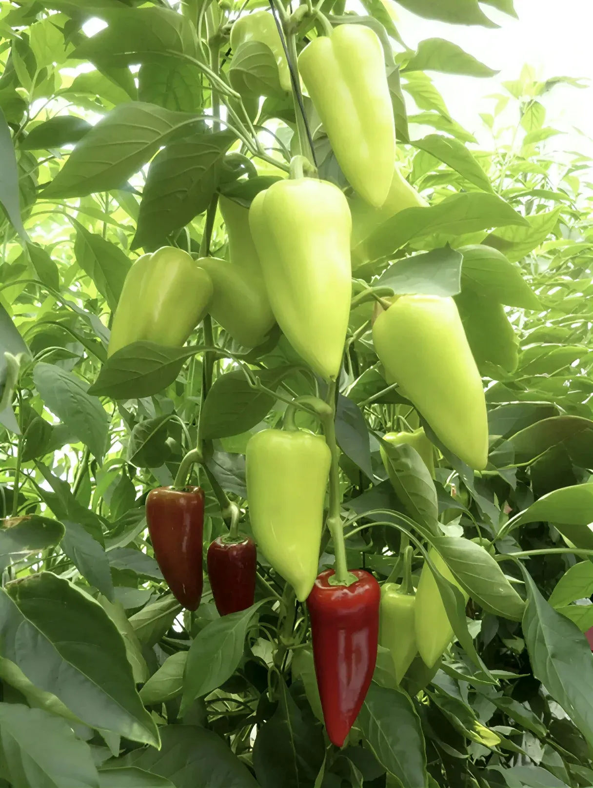 Semințe Ardei Libra Seeds Troian F1