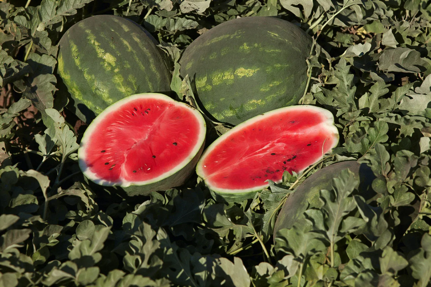 Semințe Pepene Verde Syngenta Karistan F1