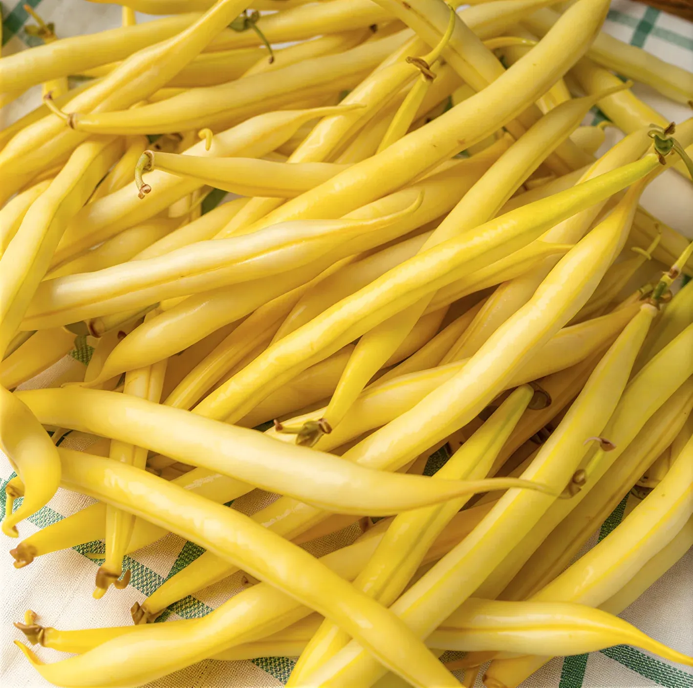 Semințe Fasole Păstăi Satimex Gold Time (soi)