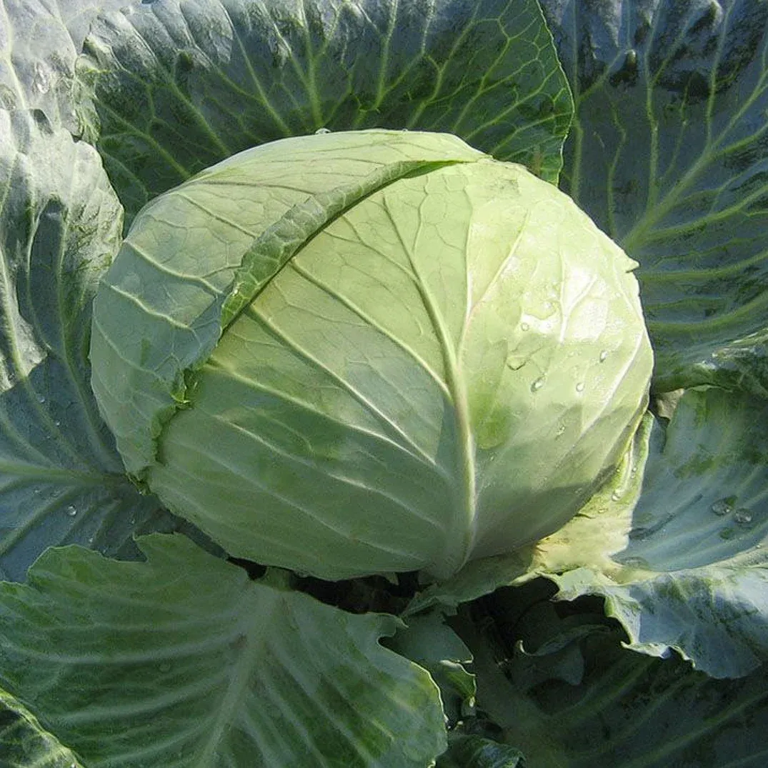 Kitano Naomi F1 – Semințe Profesionale de Varză Albă (2500 semințe)