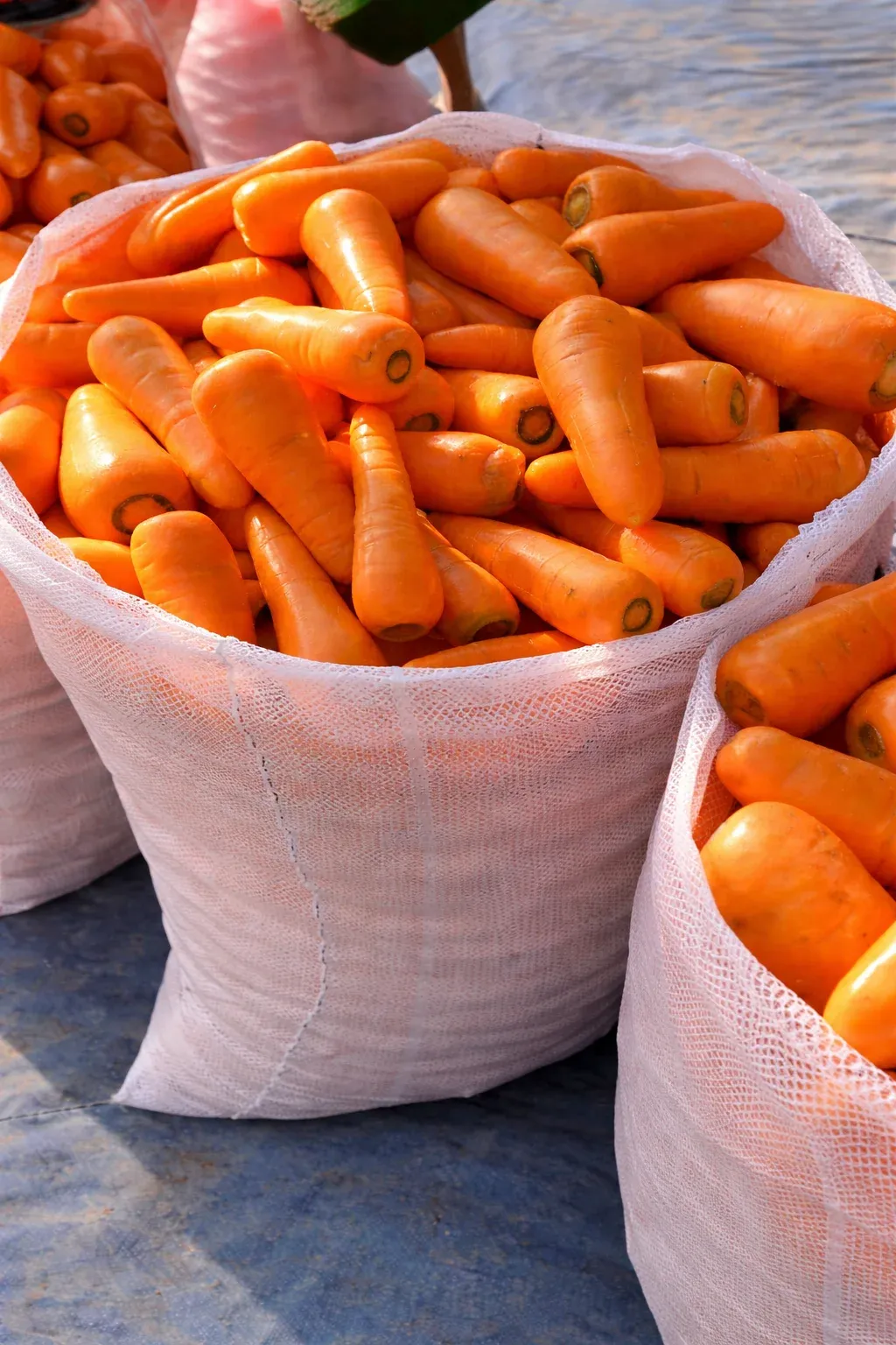 Semințe Morcov Satimex Chantino