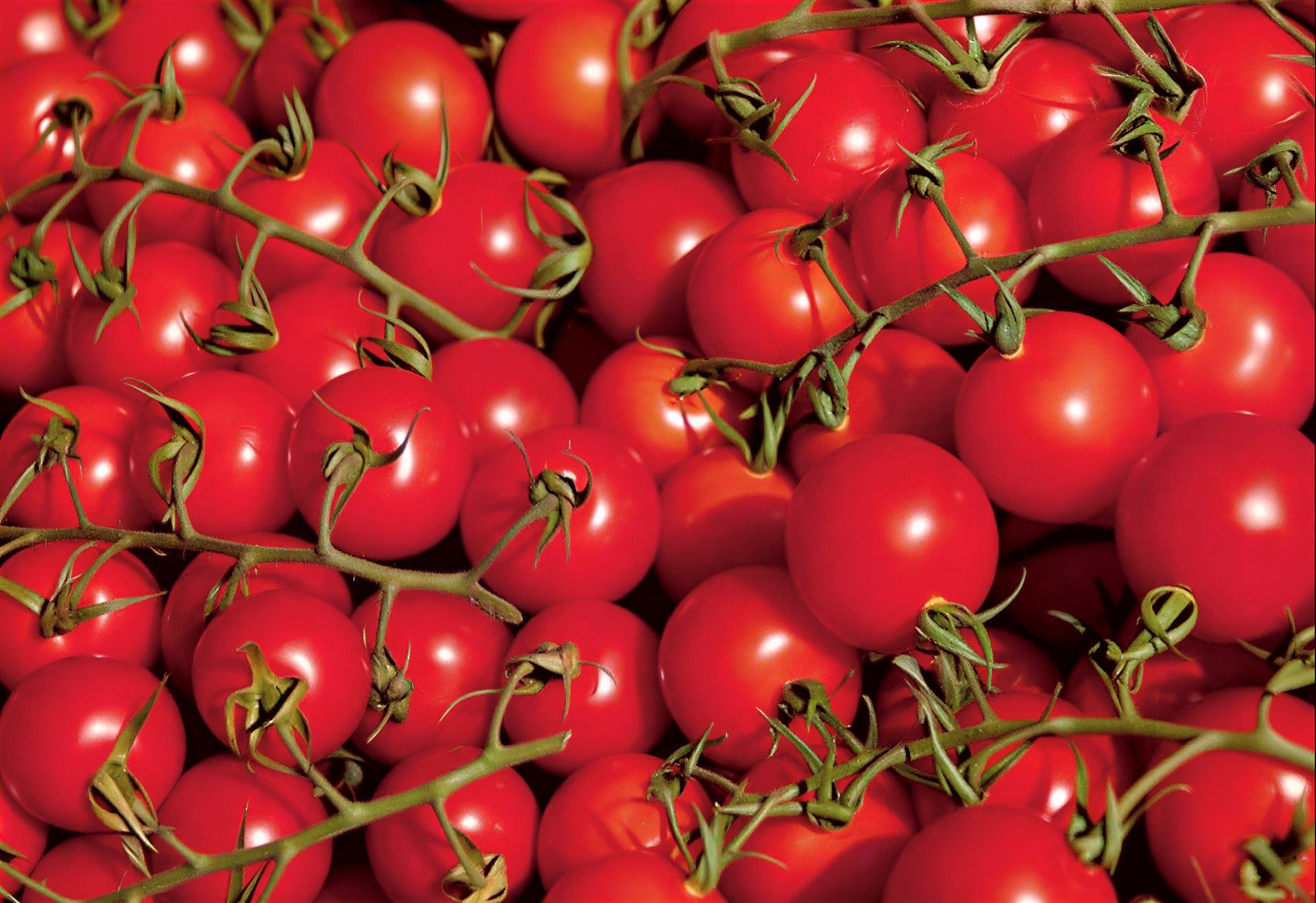 Semințe Tomate Libra Seeds Lamar F1