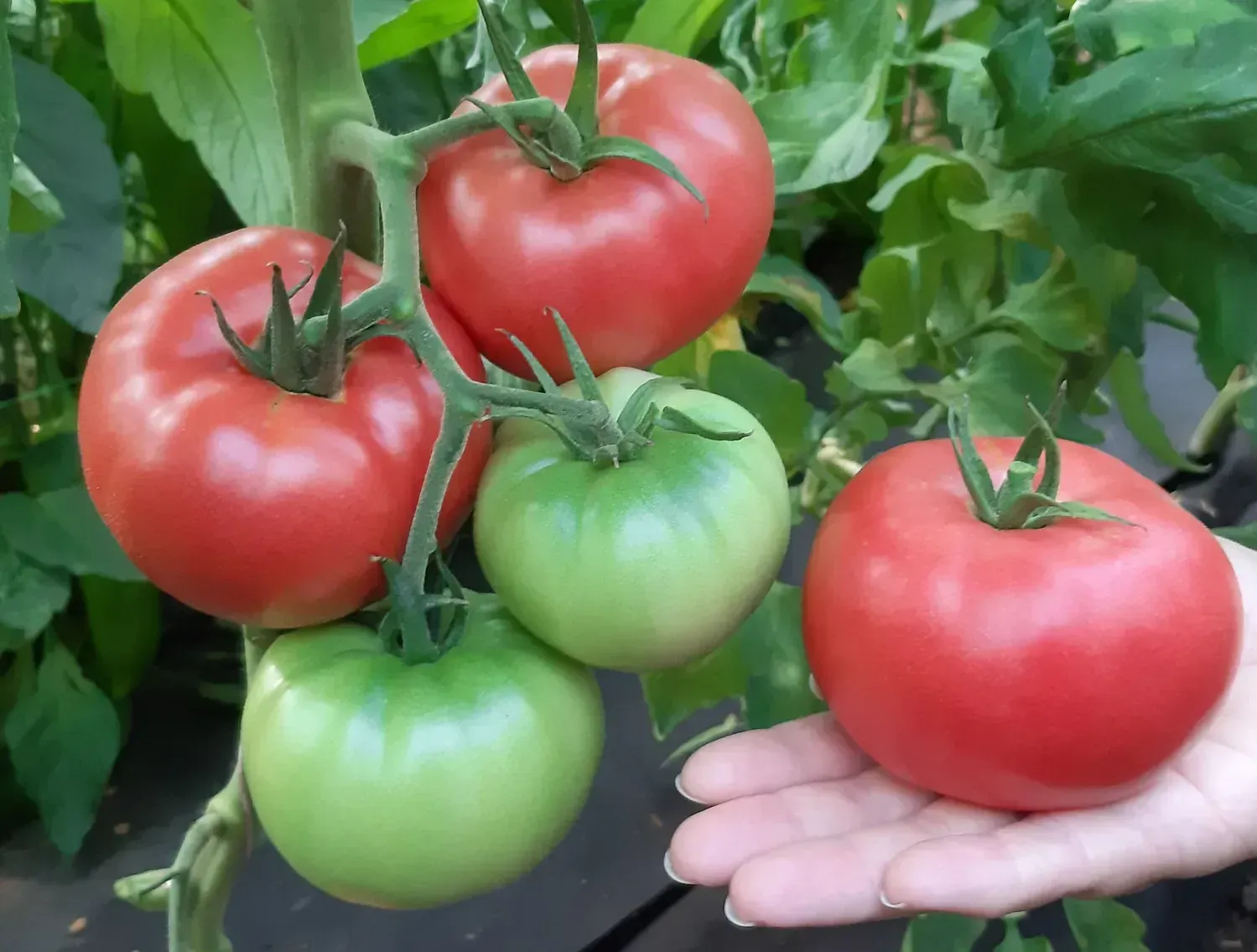 Semințe Tomate Libra Seeds SIM-SIM F1