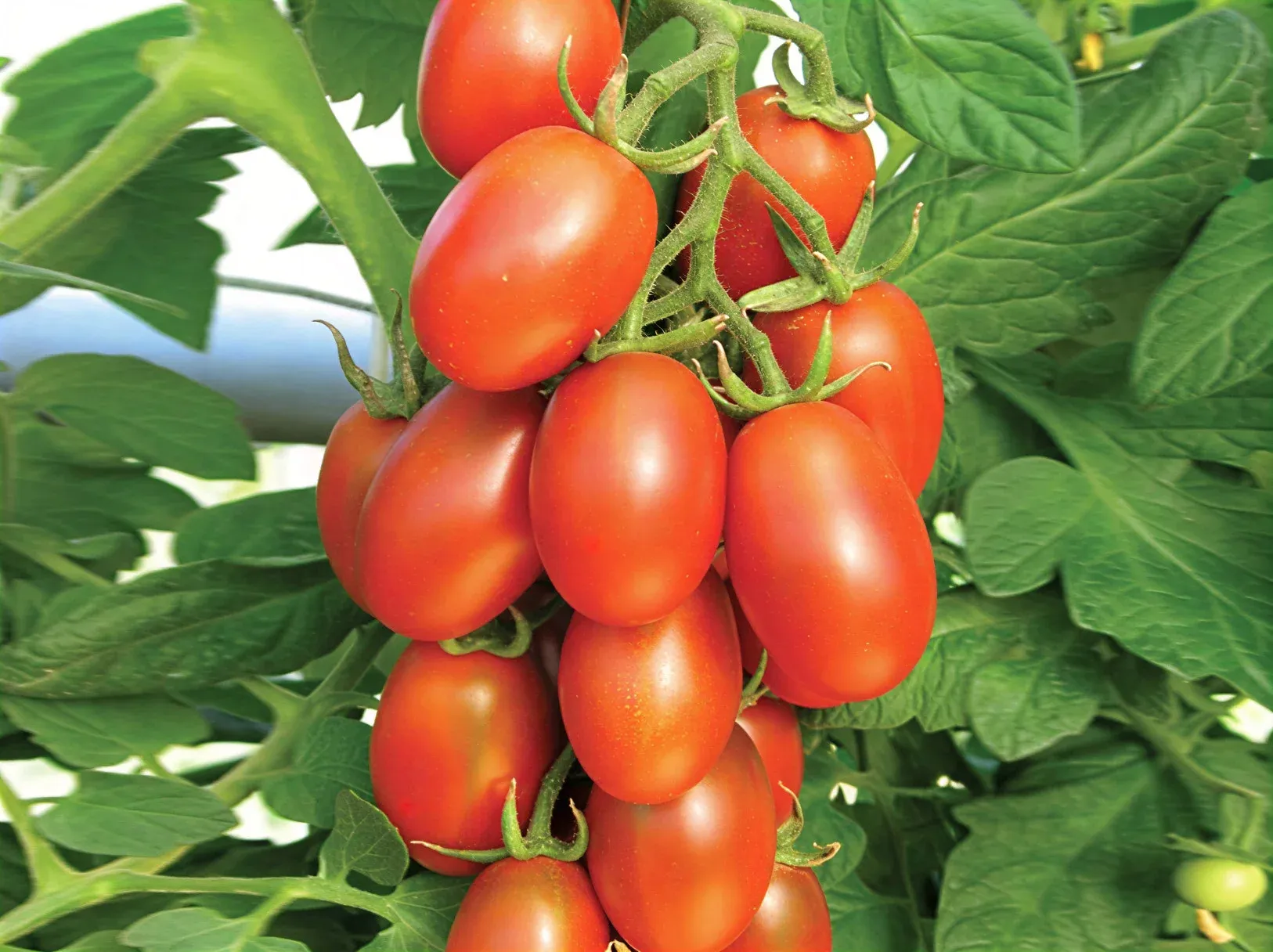 Semințe Tomate Satimex Marusja