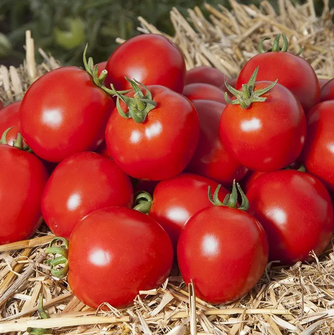 Semințe Tomate Kitano Aswan F1