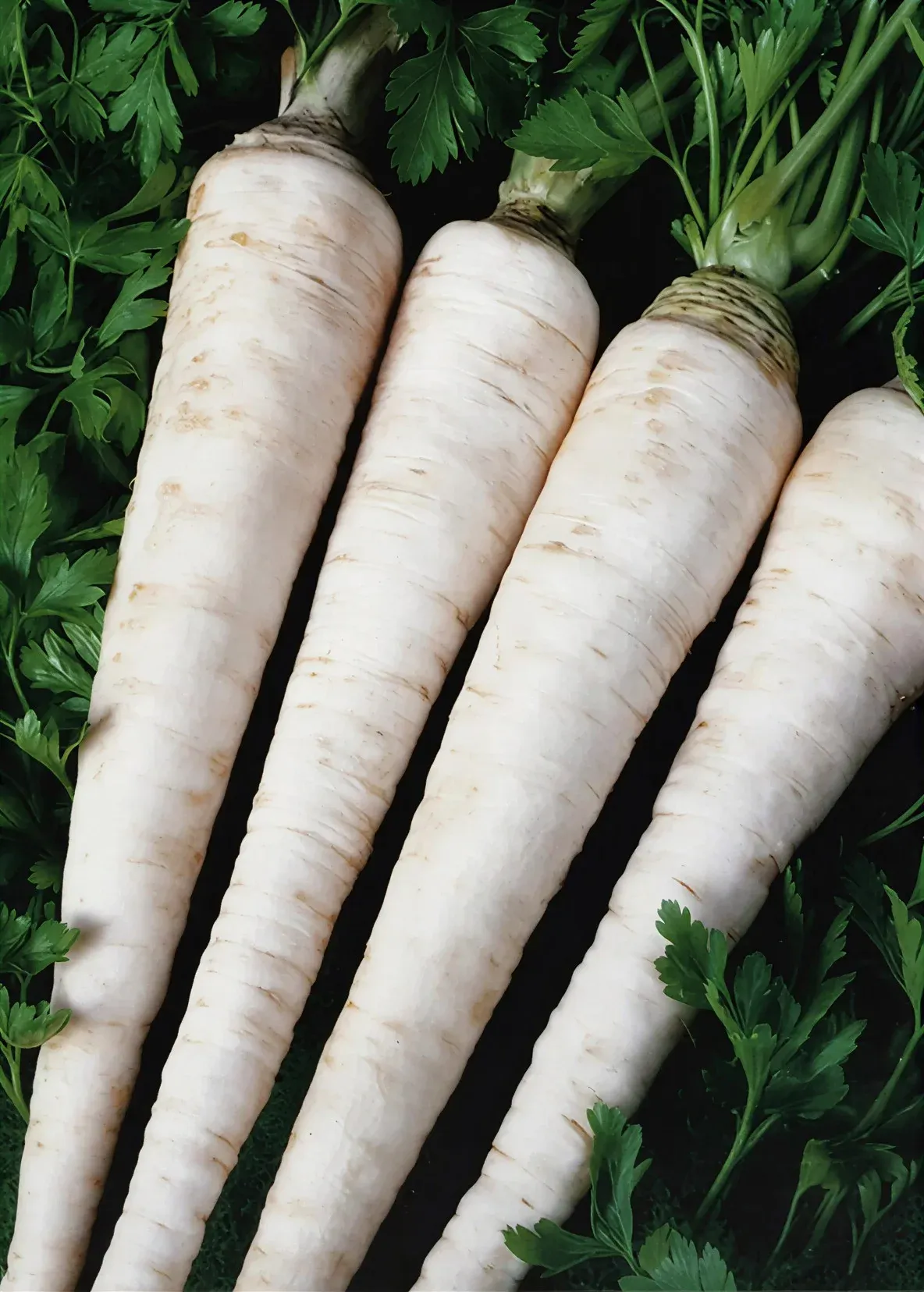 Semințe Pătrunjel de Rădăcină Satimex Berlinova