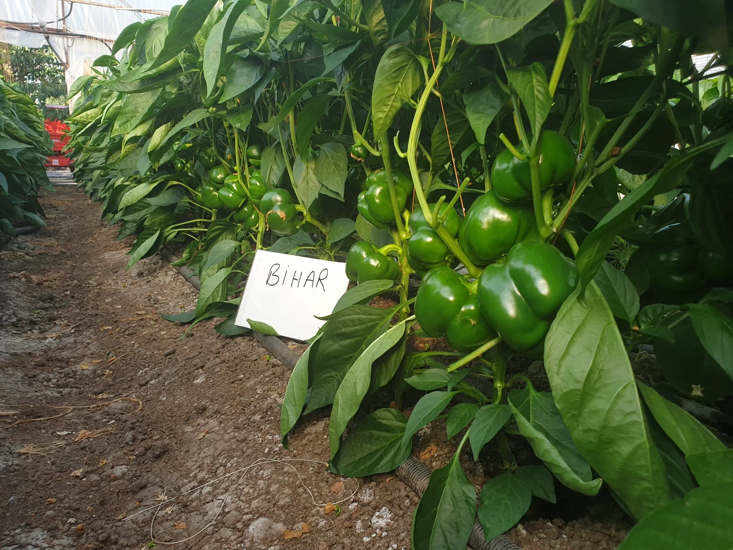 Semințe Ardei ZKI Bihar F1