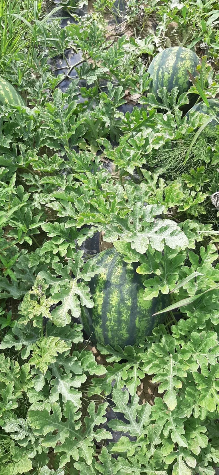 Semințe Pepene Verde ZKI Charisma F1