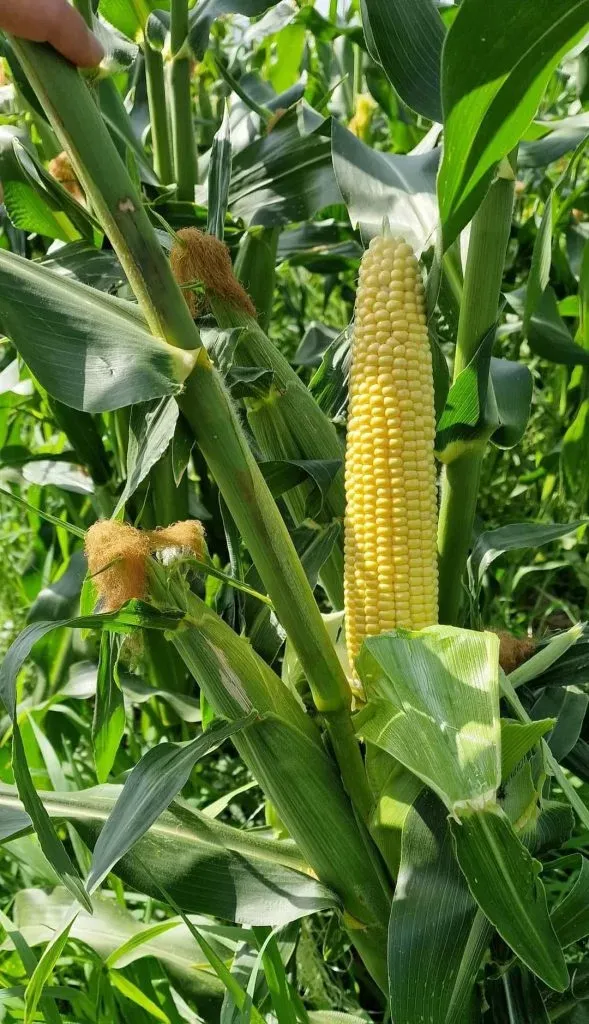 Semințe Porumb Dulce ZKI Zeaton F1