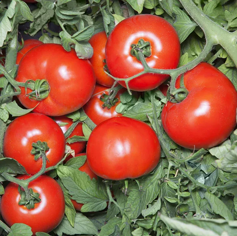 Semințe Tomate Kitano Hide F1