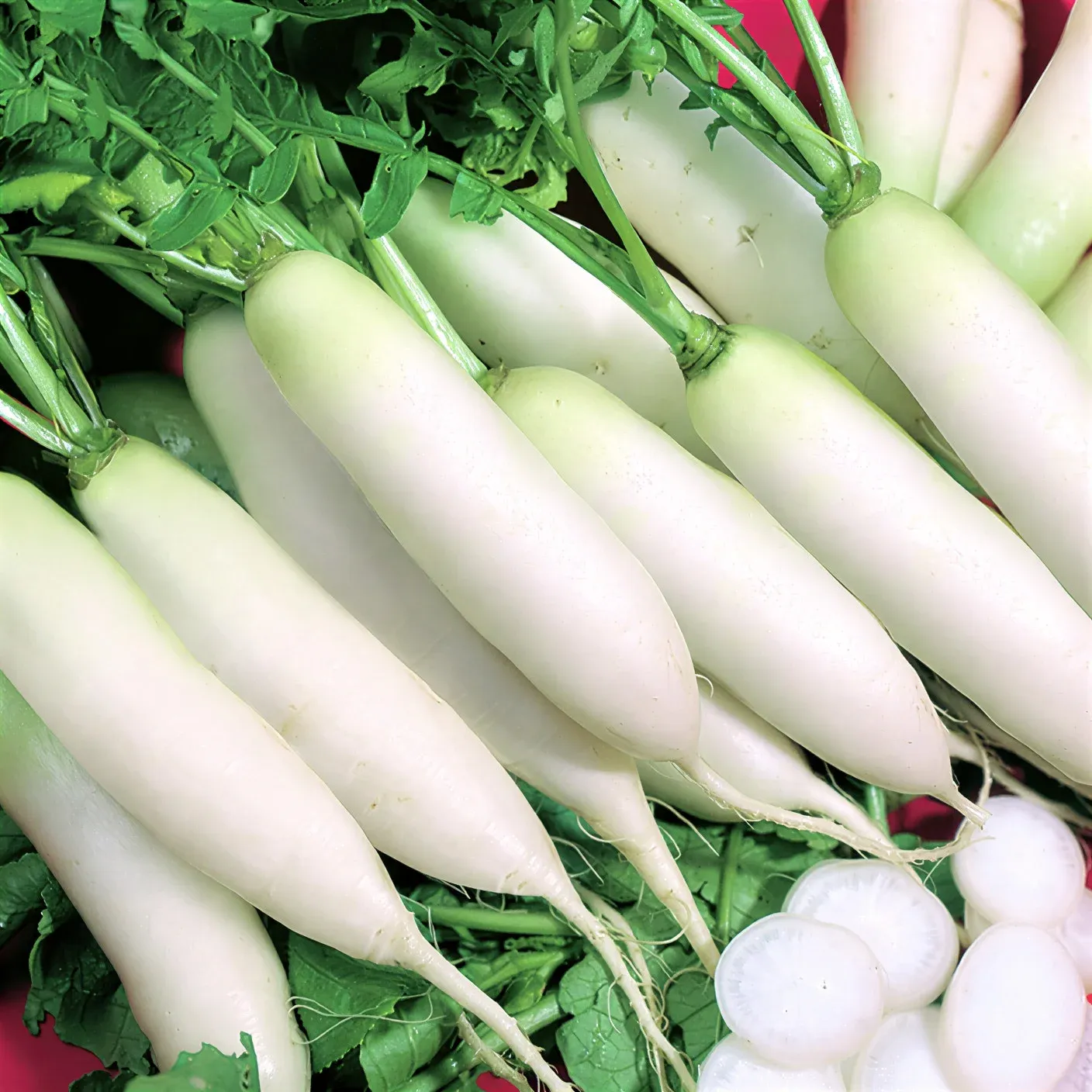 Semințe Ridiche Daikon Satimex Japanese Minowase