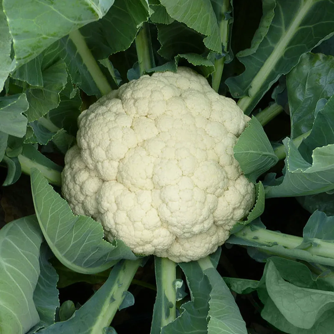 Kitano VANZA F1 – Semințe Profesionale de Conopidă (1000 semințe)