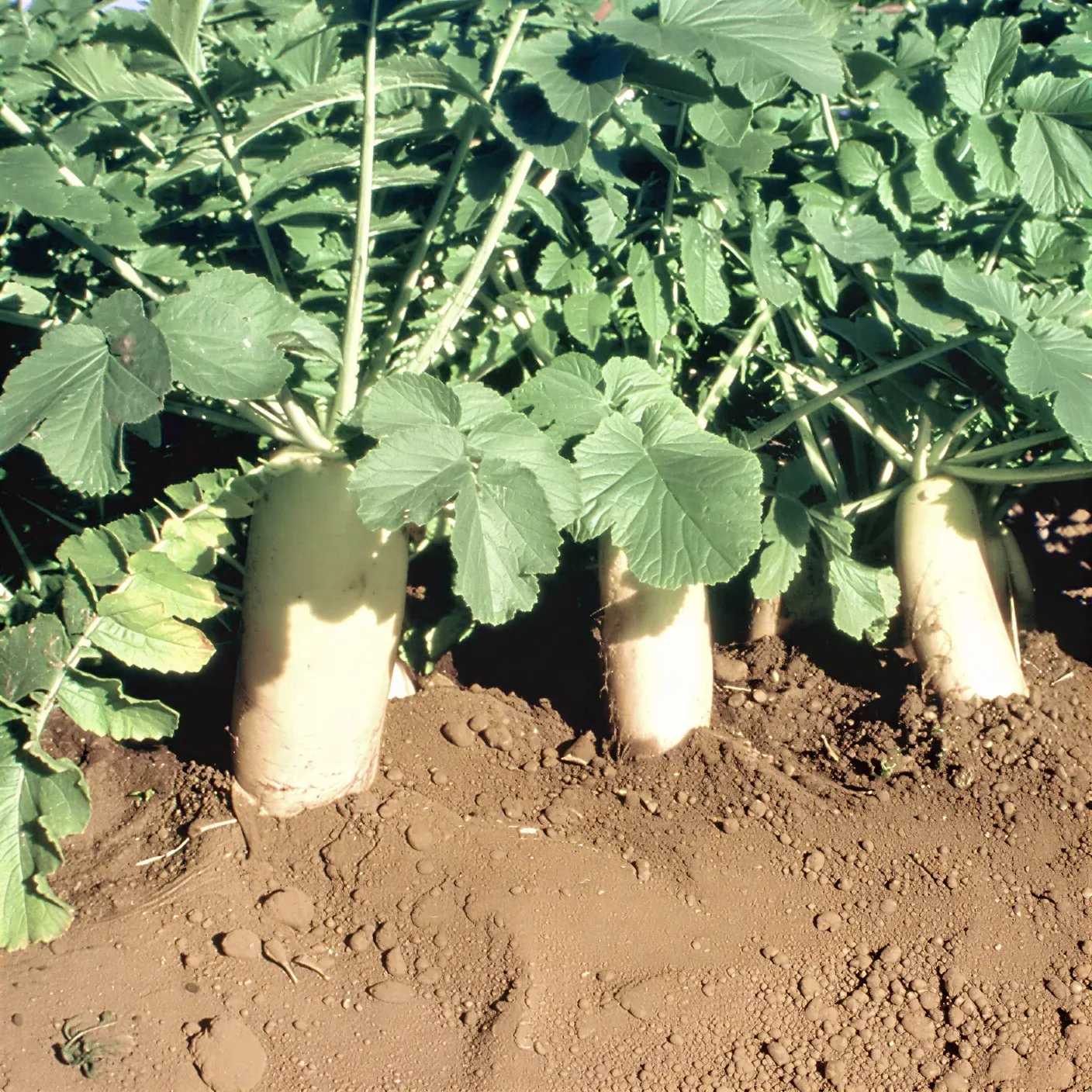 Semințe Ridiche Daikon Satimex Japanese Minowase