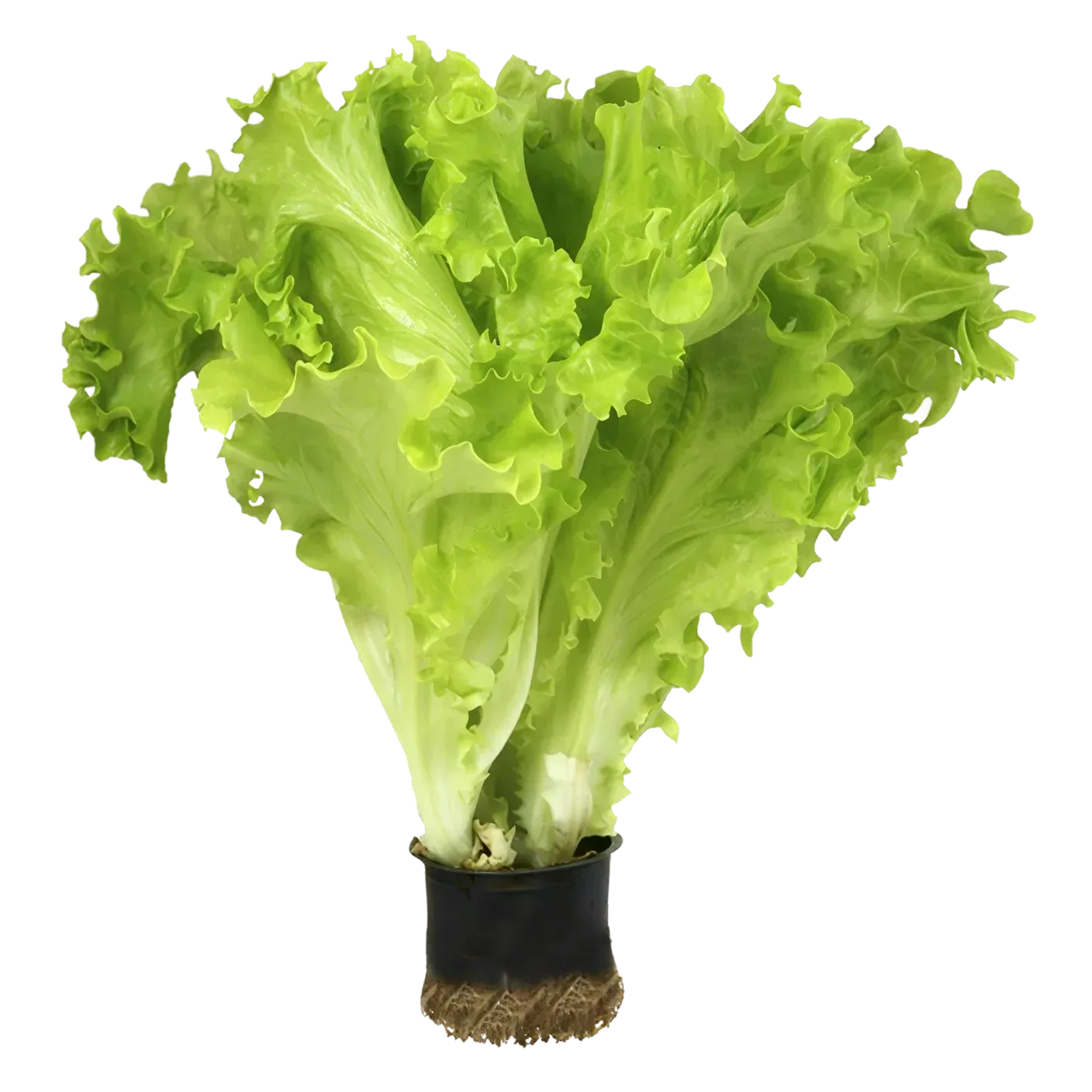 Semințe Salată Rijk Zwaan Aficion RZ