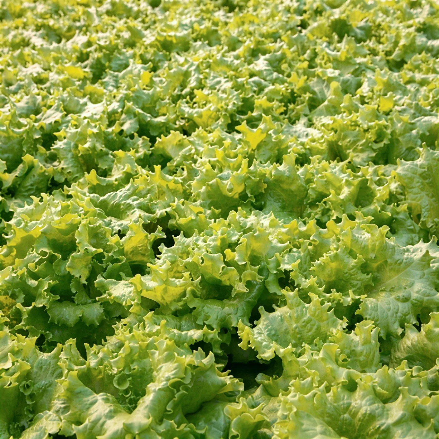 Semințe Salată Rijk Zwaan Aficion RZ