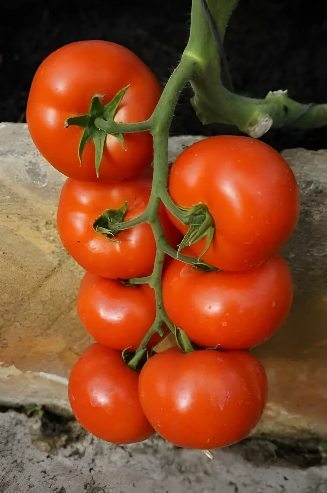 Semințe Tomate Rijk Zwaan Abellus F1