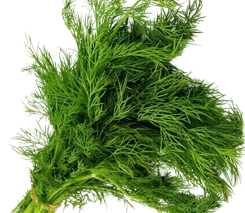 Semințe Mărar Satimex Mammoth