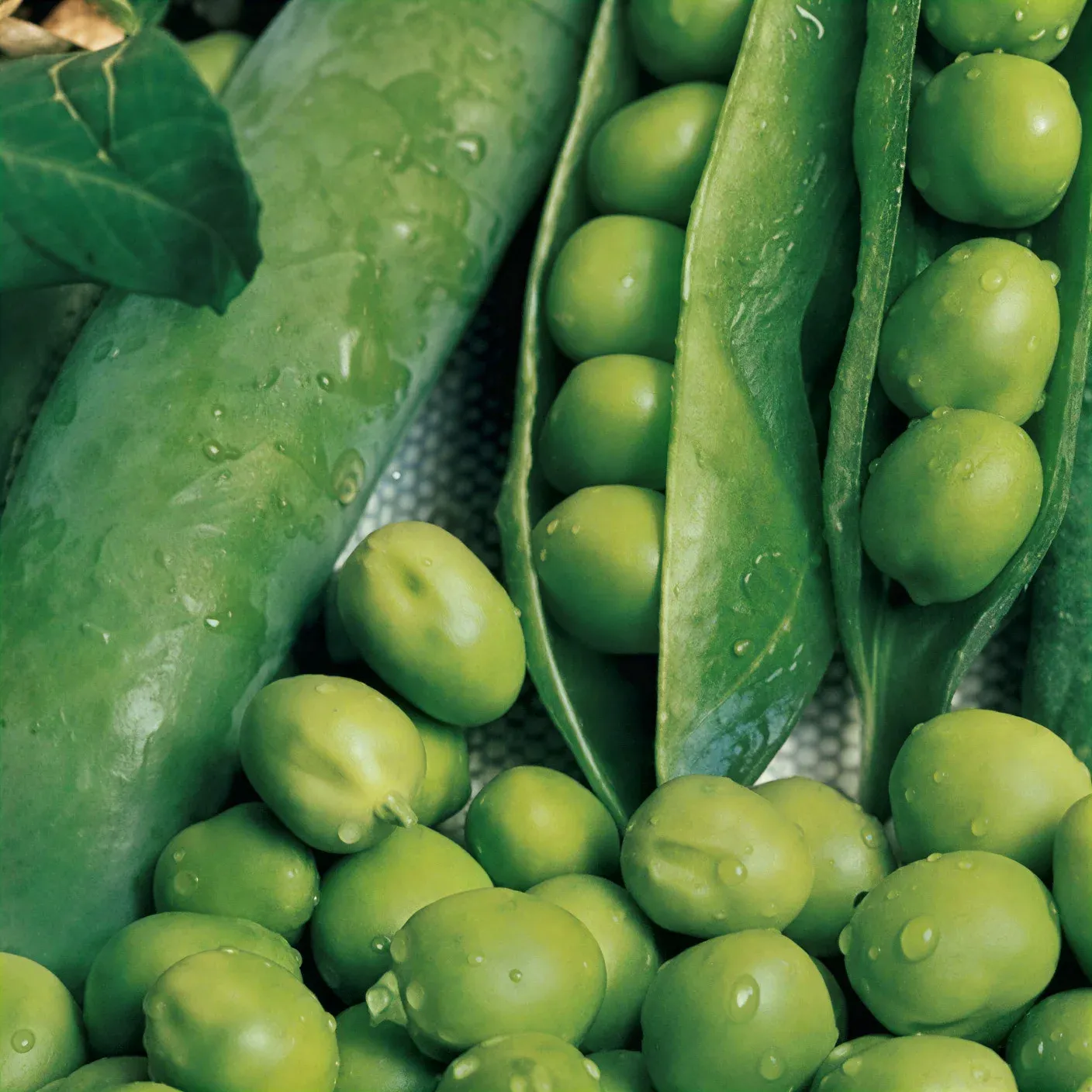 Semințe Mazăre ZKI Corvin