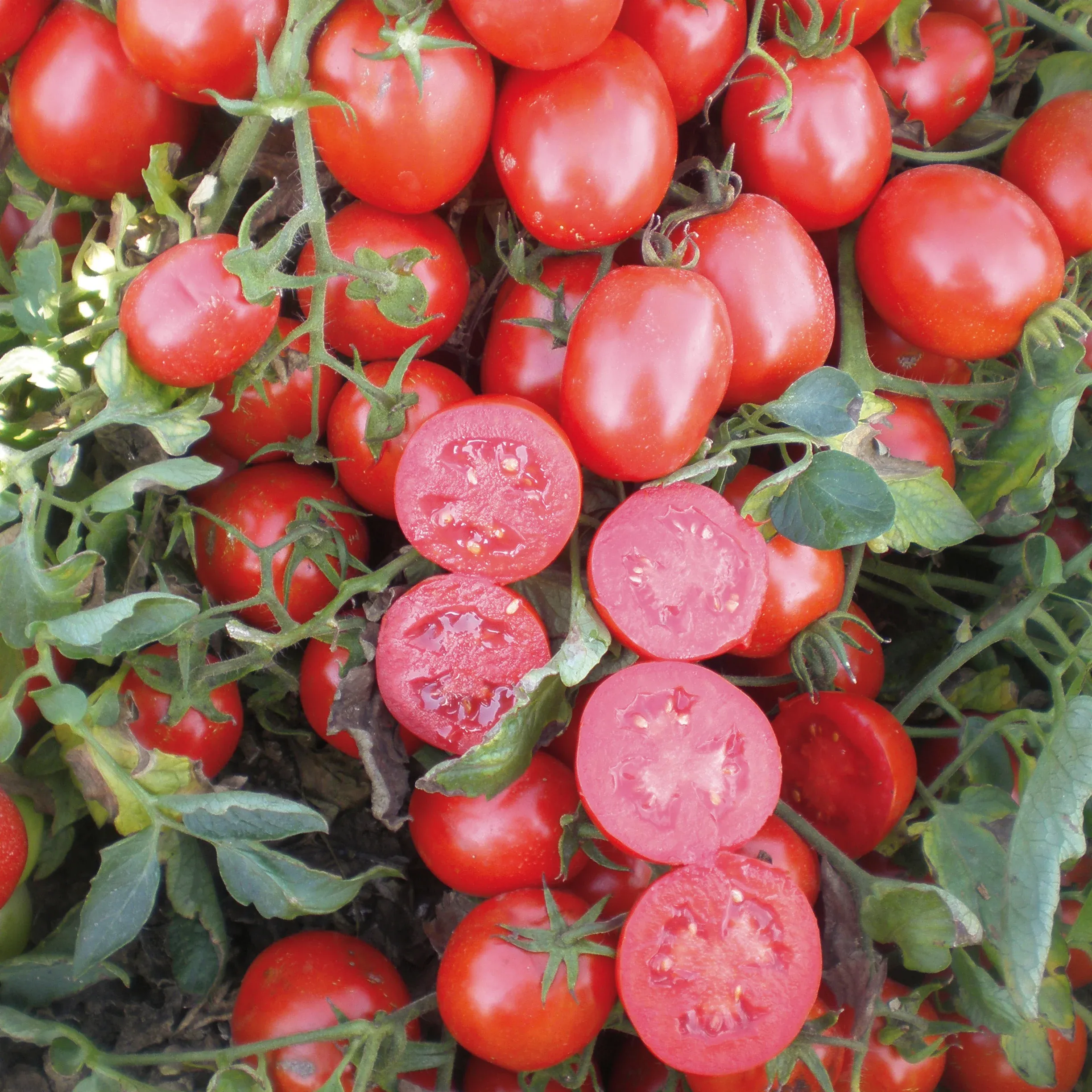 Semințe Tomate ZKI Uno