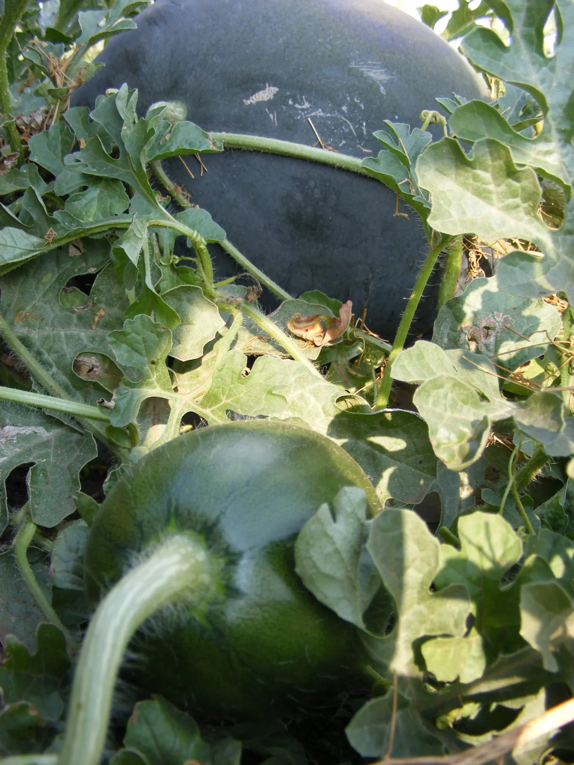 Semințe Pepene Verde ZKI Nosztalgia F1