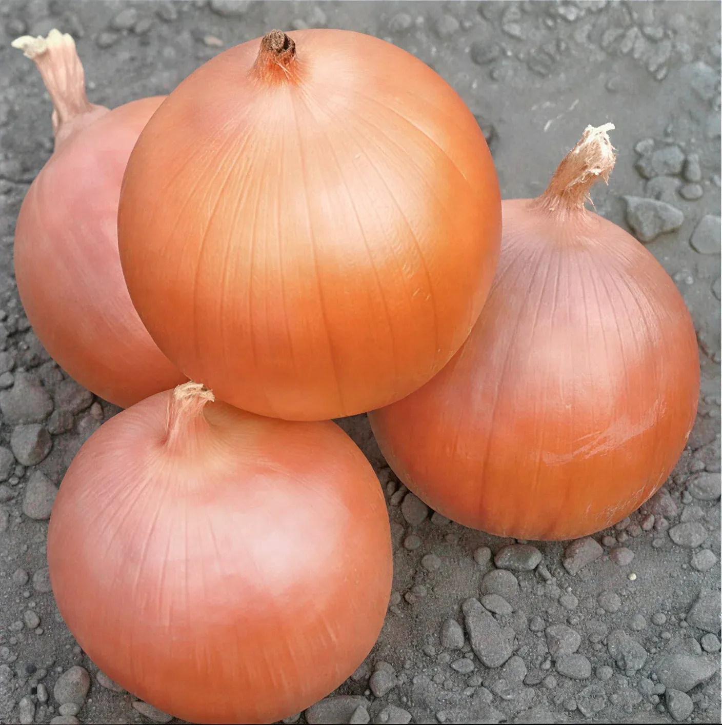 Semințe Ceapă Libra Seeds Euforia F1