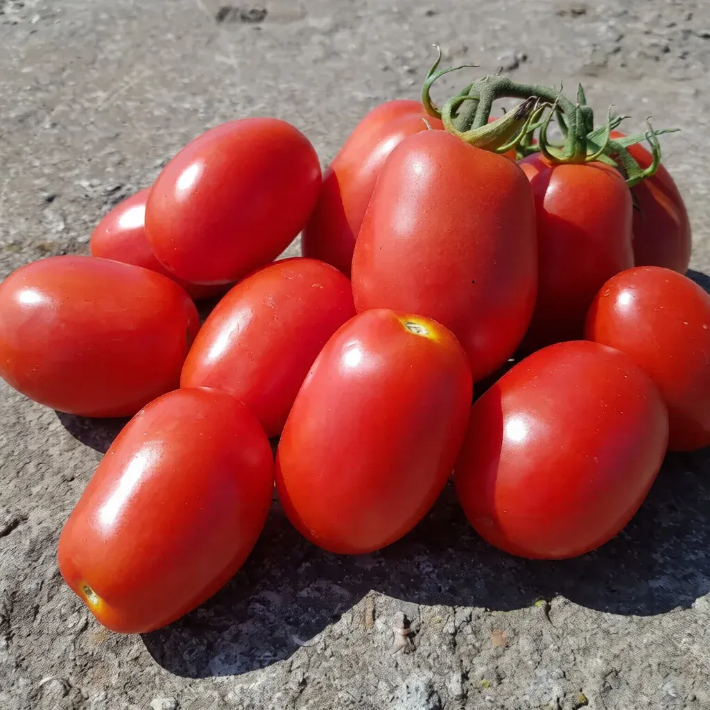 Semințe Tomate Libra Seeds Recordsmen F1